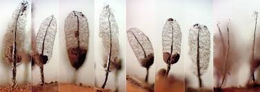 Attēlu rezultāti vaicājumam “Comatricha meandrispora macro”