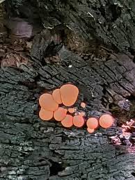 Attēlu rezultāti vaicājumam “Tubifera applanata spores”