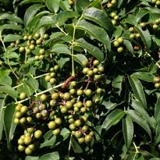 Attēlu rezultāti vaicājumam “Phellodendron amurense fruit”