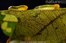 Attēlu rezultāti vaicājumam “Caliroa annulipes larva”