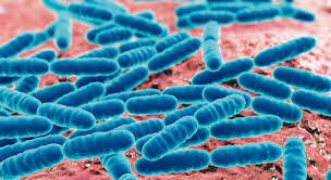 Image result for genus