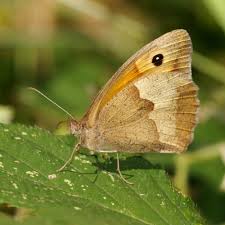 Attēlu rezultāti vaicājumam “Maniola jurtina”