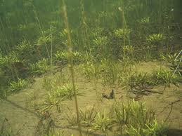 Attēlu rezultāti vaicājumam “Lobelia dortmanna”