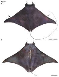Image result for Mobula thurstoni
