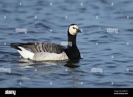 Attēlu rezultāti vaicājumam “Branta leucopsis adult”