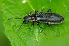 Attēlu rezultāti vaicājumam “Cantharis figurata”