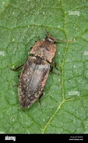 Attēlu rezultāti vaicājumam “Agrypnus murinus”