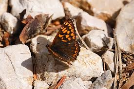 Attēlu rezultāti vaicājumam “Hamearis lucina underside”