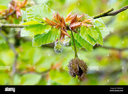 Attēlu rezultāti vaicājumam “Fagus sylvatica flower”