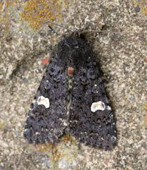 Attēlu rezultāti vaicājumam “Melanchra persicariae imago”