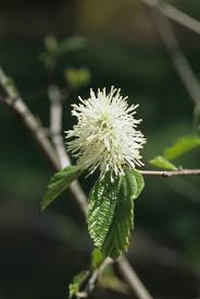 Attēlu rezultāti vaicājumam “Fothergilla major”