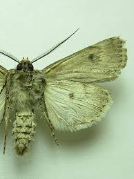 Attēlu rezultāti vaicājumam “Agrotis vestigialis”