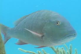 Image result for Lutjanus analis