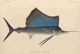 Image result for Istiophorus platypterus