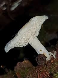 Attēlu rezultāti vaicājumam “Claustria didermoides macro”