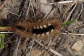 Attēlu rezultāti vaicājumam “Gynaephora selenitica”