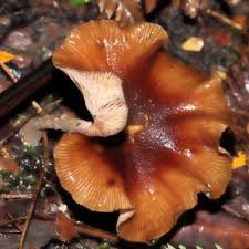 Attēlu rezultāti vaicājumam “Armillaria sp.”