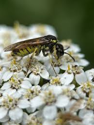 Attēlu rezultāti vaicājumam “Tenthredo scrophulariae exuvia”