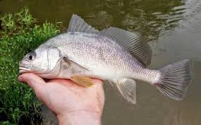 Image result for Aplodinotus grunniens