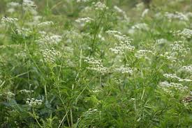 Attēlu rezultāti vaicājumam “Cnidium dubium leaf”