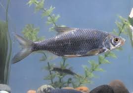 Image result for Rutilus heckelii