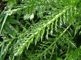 Attēlu rezultāti vaicājumam “Achillea millefolium leaf”