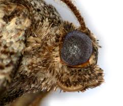 Attēlu rezultāti vaicājumam “Aethalura punctulata”