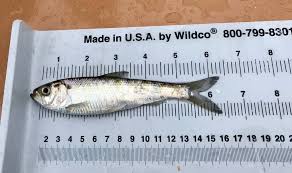 Image result for Alosa pseudoharengus