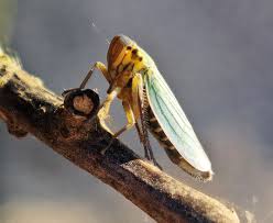 Attēlu rezultāti vaicājumam “Cicadella viridis female”