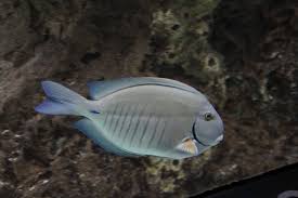 Image result for Acanthurus chirurgus