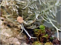 Attēlu rezultāti vaicājumam “Biatoropsis usnearum”