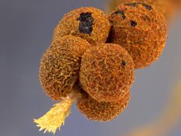 Attēlu rezultāti vaicājumam “Physarum rubiginosum macro”