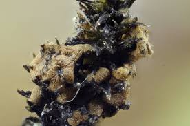 Attēlu rezultāti vaicājumam “Didymium xanthopus spores”