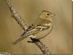 Attēlu rezultāti vaicājumam “Fringilla coelebs female”