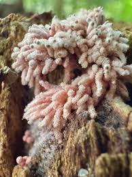 Attēlu rezultāti vaicājumam “Arcyria denudata stalked”