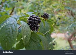 Attēlu rezultāti vaicājumam “Eleutherococcus sessiliflorus”