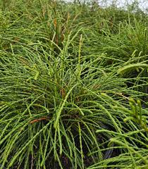 Attēlu rezultāti vaicājumam “Thuja plicata flower”
