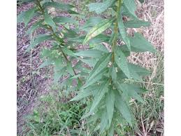 Attēlu rezultāti vaicājumam “Solidago virgaurea leaf”