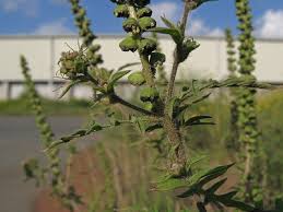Attēlu rezultāti vaicājumam “Ambrosia artemisiifolia”