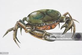 Image result for Carcinus maenas
