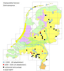 Attēlu rezultāti vaicājumam “Cladopodiella francisci”