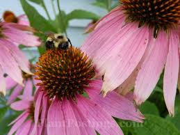 Attēlu rezultāti vaicājumam “Echinacea purpurea bud”