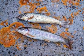 Image result for Salmo trutta trutta