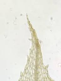 Attēlu rezultāti vaicājumam “Splachnum ampullaceum sporophyte”