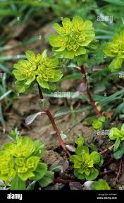 Image result for Wolfsmilch