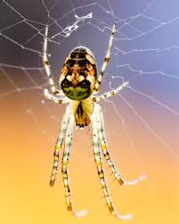 Attēlu rezultāti vaicājumam “Metellina segmentata”