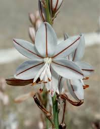 Image result for Asphodelus fistulosus