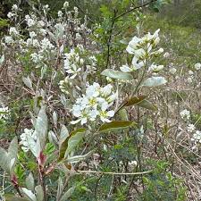 Attēlu rezultāti vaicājumam “Amelanchier spicata flower”