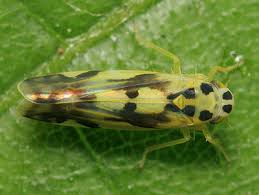 Attēlu rezultāti vaicājumam “Eupteryx vittata”