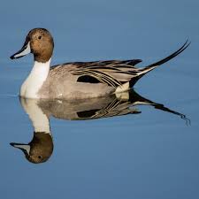 Image result for Anas acuta